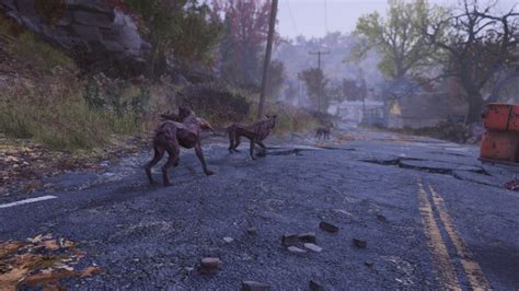 There are many variants, such as the diseased Yao Guai or even the Scorched Yao Guai. . Fallout 76 where to find canines